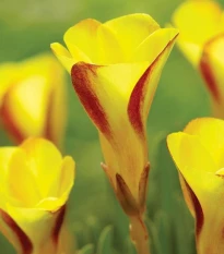 Šťavel dvojfarebný Golden Cape - Oxalis - hľuza šťaveľa - 1 ks