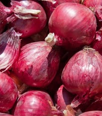 Cibuľa sadzačka zimná Rote Winter - Allium cepa - cibuľky - 50 ks