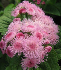 Agerát americký Pink - Ageratum houstonianum - semená agerátu - 30 ks
