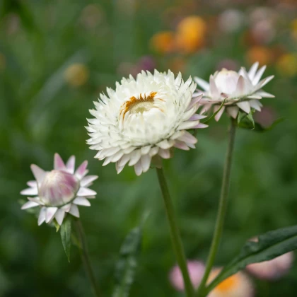 Slamienka listenatá White - Helichrysum bracteatum - semená slamienky - 300 ks