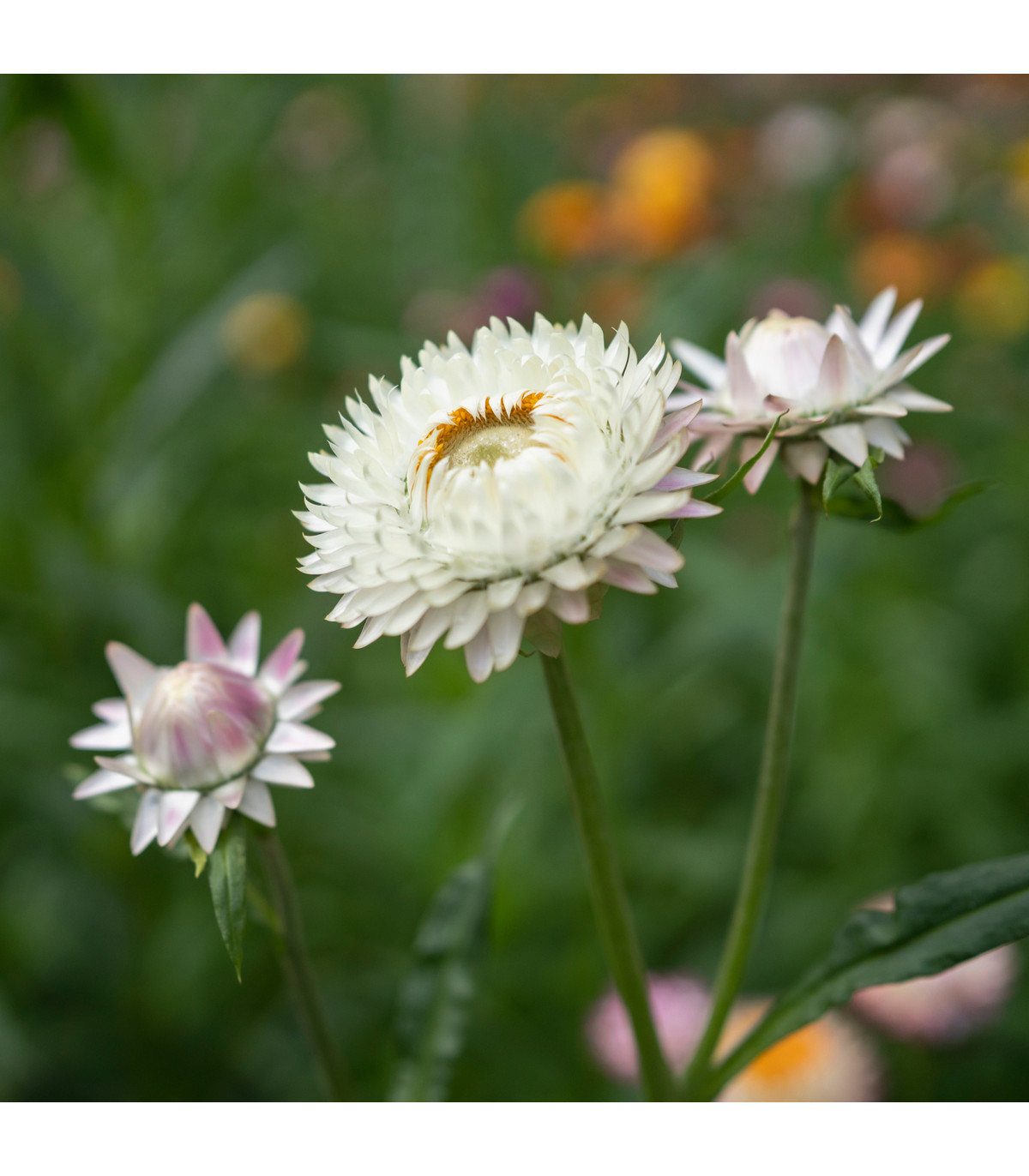 Slamienka listenatá White - Helichrysum bracteatum - semená slamienky - 300 ks