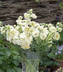 Fiala letná Anytime Yellow - Matthiola incana - semená fialy - 60 ks