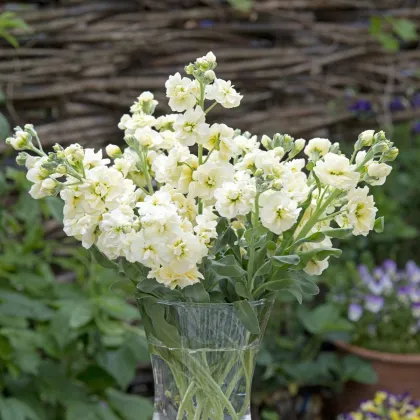 Fiala letná Anytime Yellow - Matthiola incana - semená fialy - 60 ks