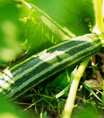 Cuketa Tapir – Cucurbita pepo – semená cukety