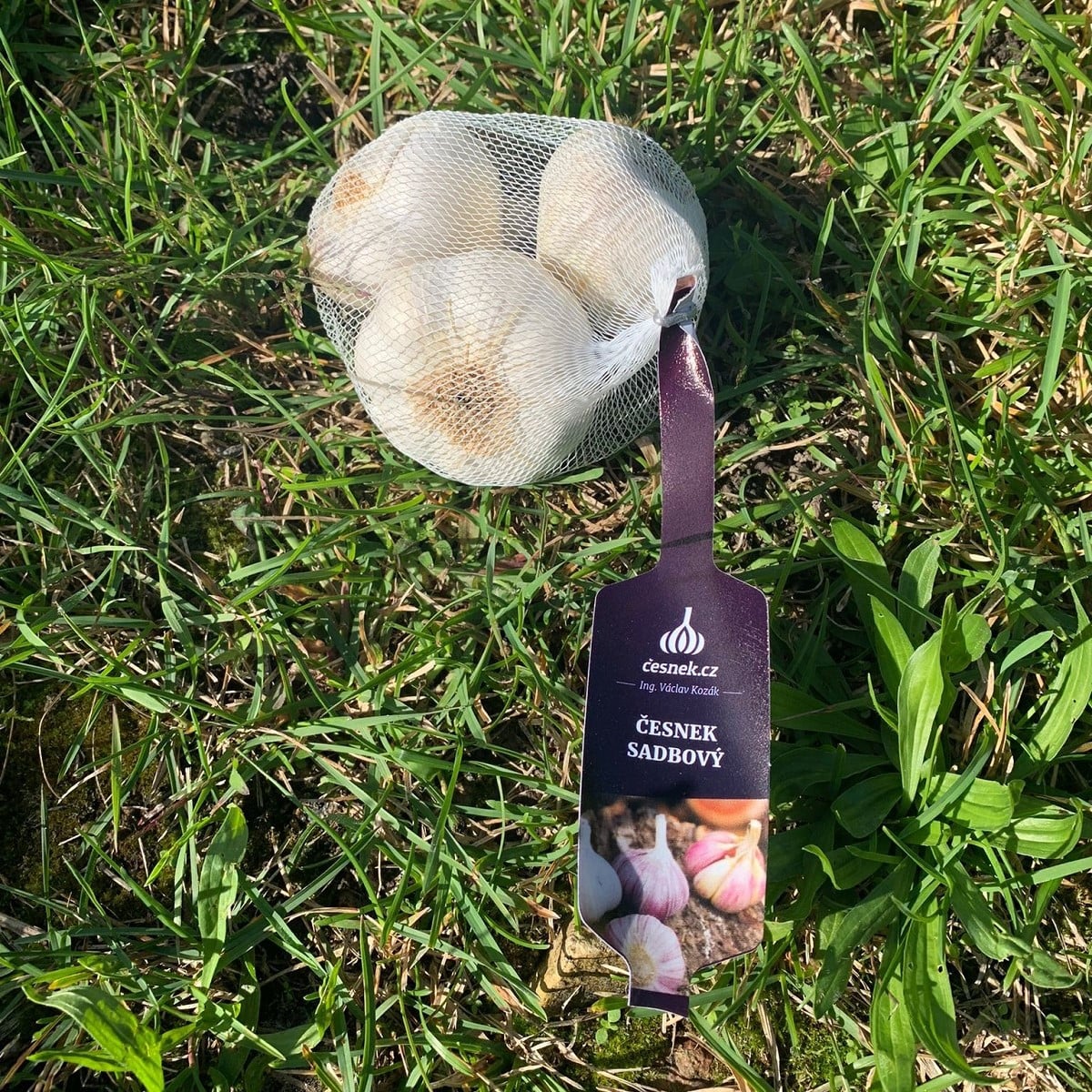 Sadbový cesnak Lukan - Allium sativum - nepaličiak - cibuľa cesnaku - 1 balenie