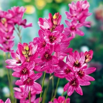 Dúhovica Mabel - Ixias - hľuzy dúhovice - 3 ks