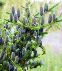 Jedľa balzamová - Abies balsamea - semená jedle - 7 ks