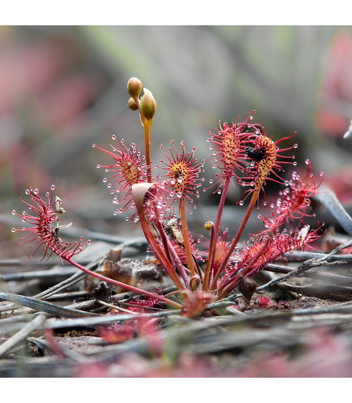 Rosička prostredná - Drosera intermedia - semená rosičky - 10 ks