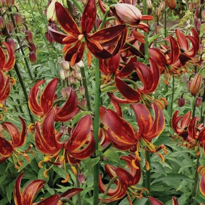 Ľalia Martagon Arabian Knight - Lilium martagon - cibuľoviny - 1 ks