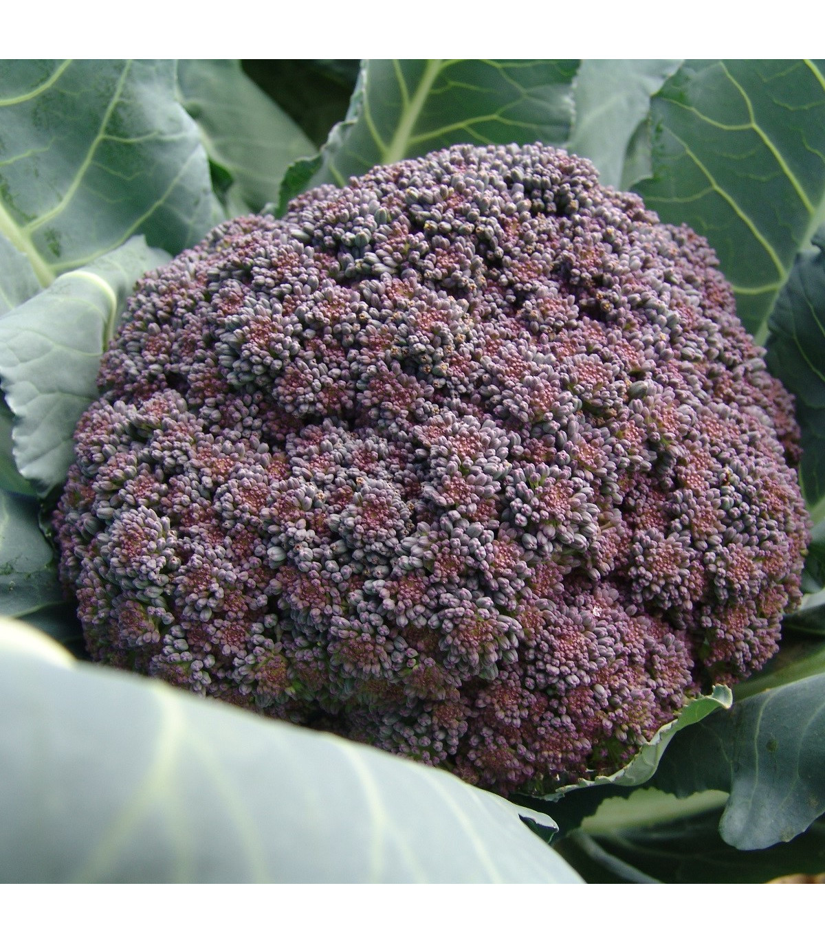 Brokolica  Miranda - Brassica oleracea - semená brokolice - 30 ks