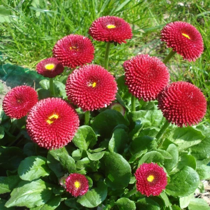 Sedmokráska obyčajná červená - Bellis perennis - semená sedmokrásky - 500 ks