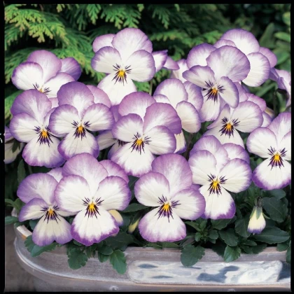 Fialka rohatá Sorbet xp Rose - Viola cornuta - predaj semien - 20 ks