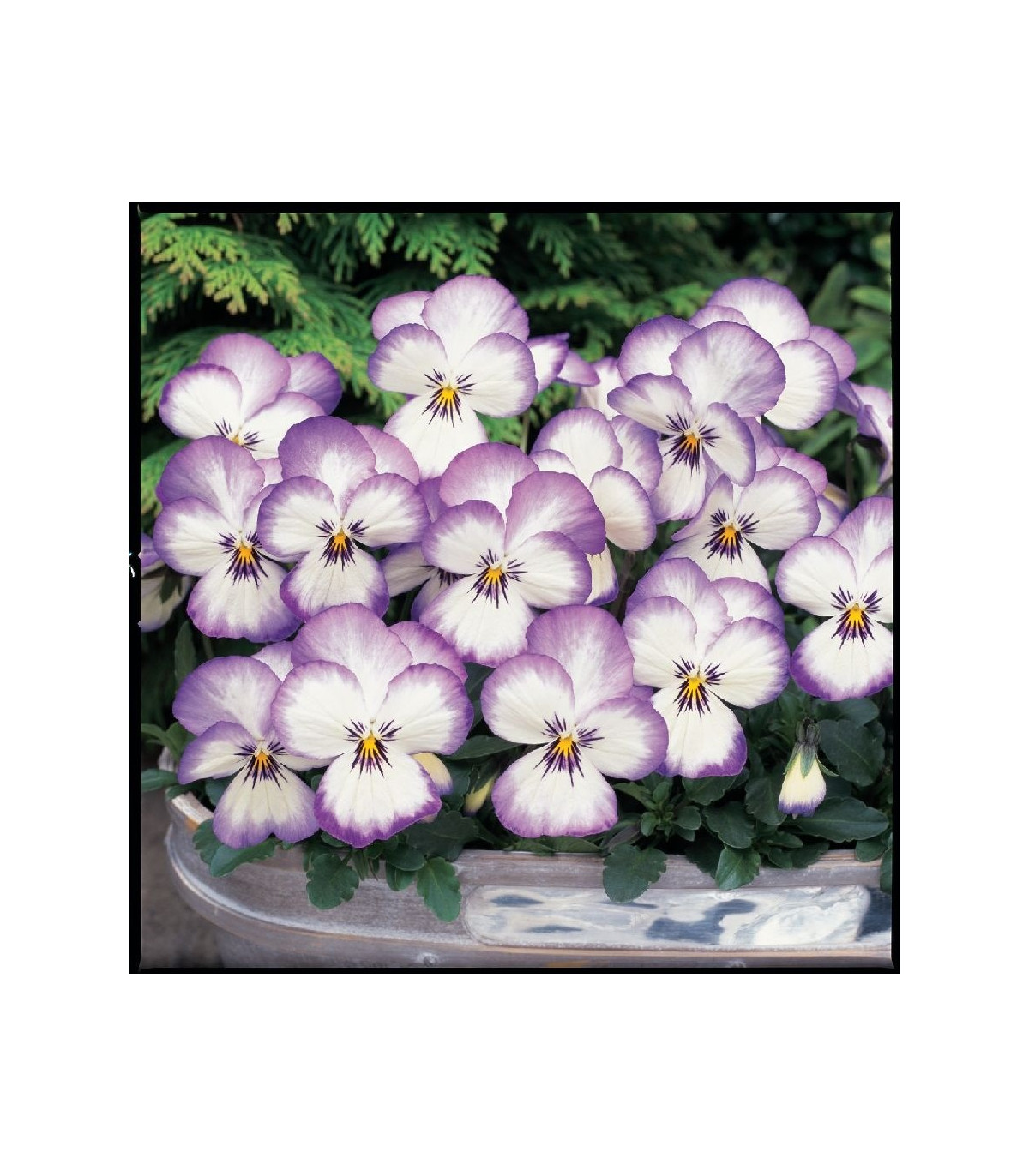Fialka rohatá Sorbet xp Rose - Viola cornuta - predaj semien - 20 ks