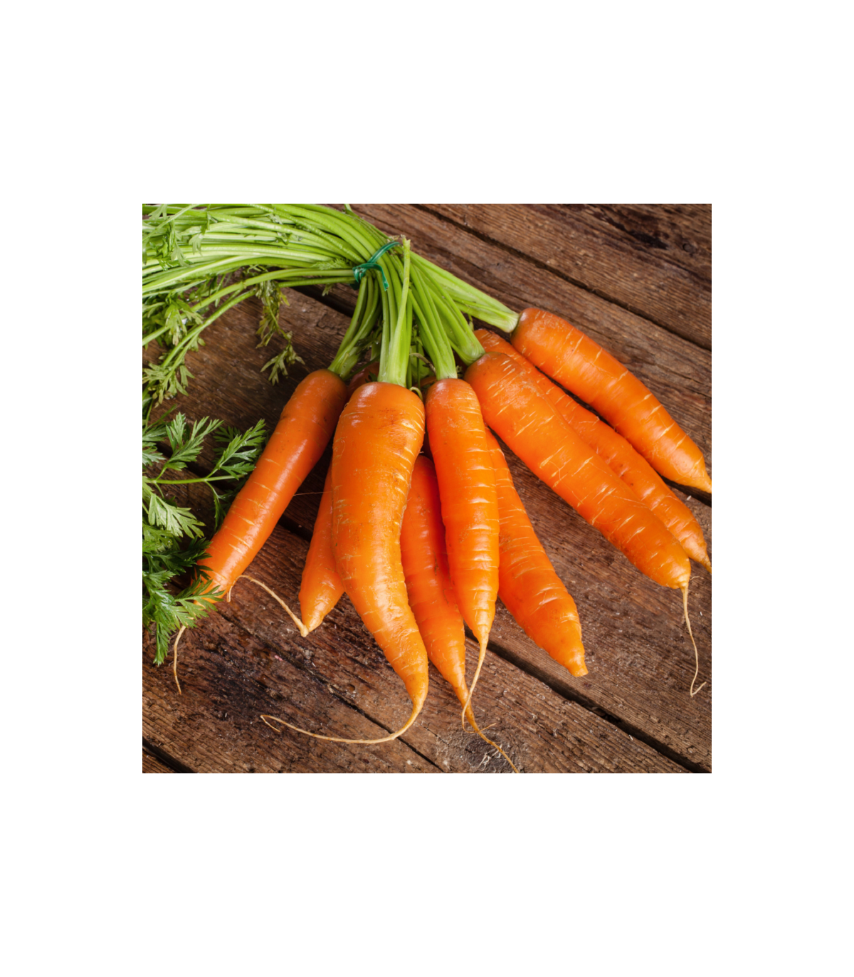 BIO Mrkva Robila - Daucus carota - bio semená mrkvy - 200 ks