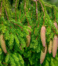 Smrek obyčajný - Picea abies - semená smreka - 8 ks