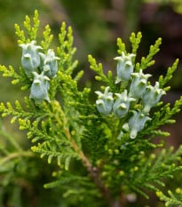Tuja orientálna - Platycladus orientalis - semená tuje - 20 ks