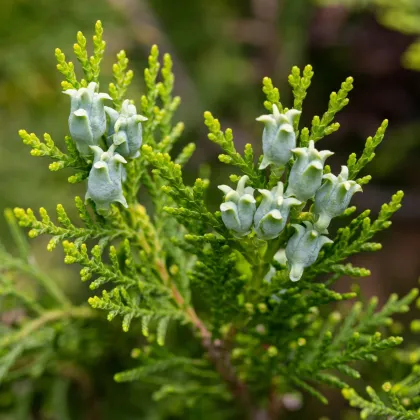 Tuja orientálna - Platycladus orientalis - semená tuje - 20 ks