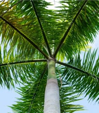 Palma kráľovská kubánska - Roystonea regia - semená - 6 ks