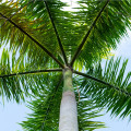 Palma kráľovská kubánska - Roystonea regia - semená - 6 ks