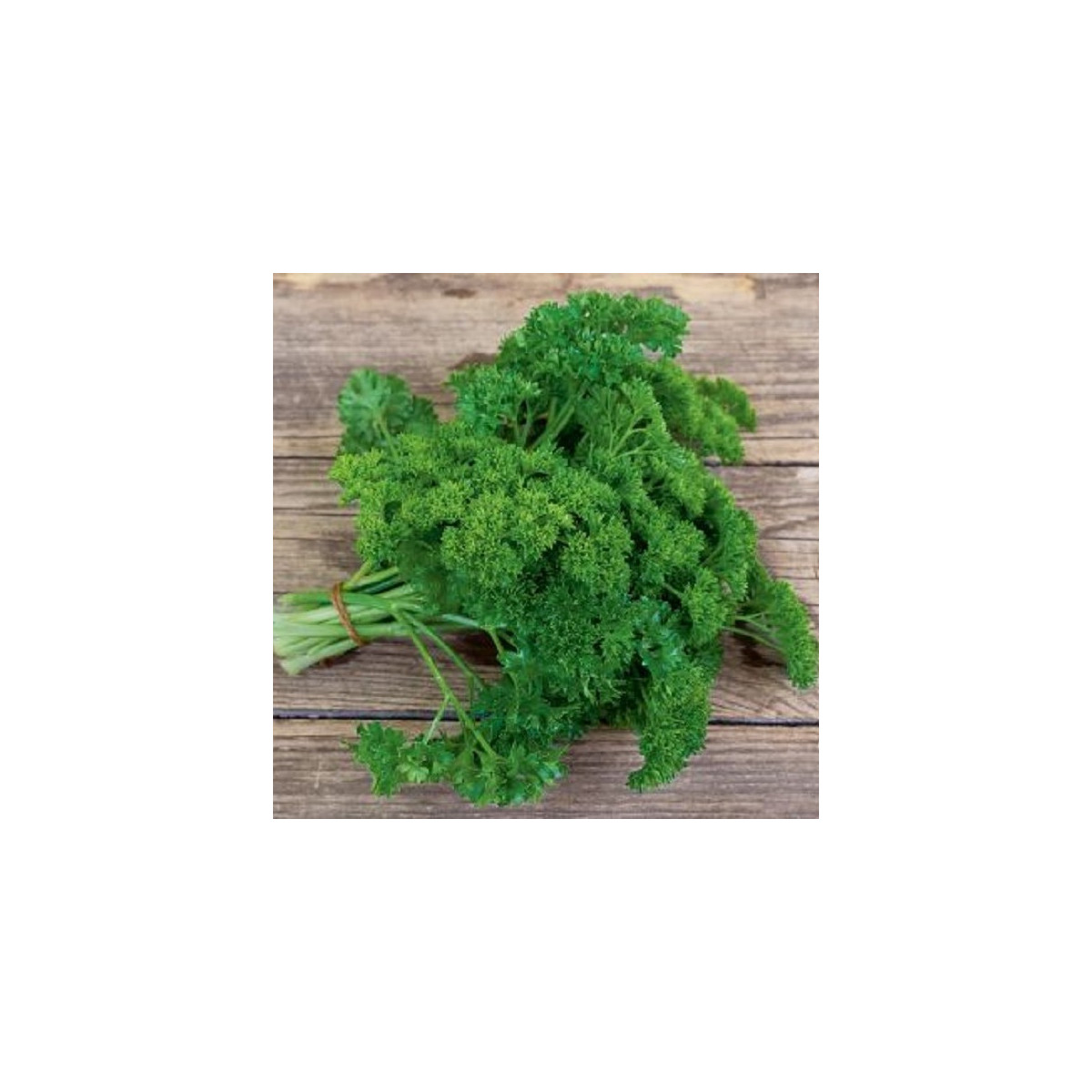 BIO Petržlen Mooskrause - Petroselinum Crispum - bio semená petržlenu - 300 ks