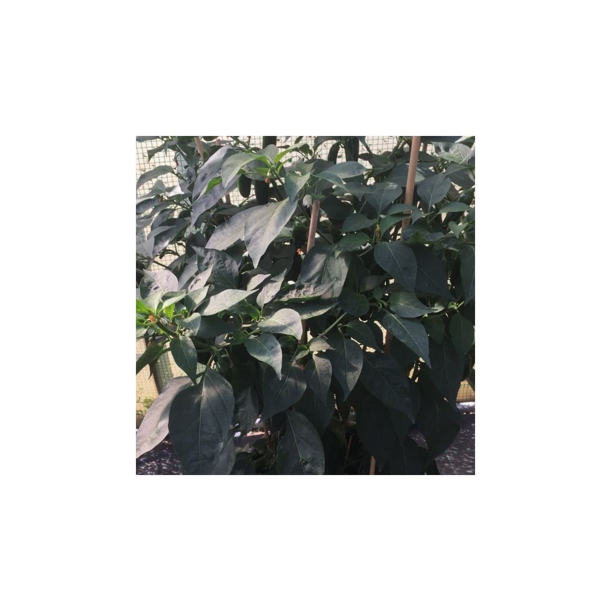 BIO Paprika na vrúbľovanie Scarface F1 - Capsicum annuum - bio semená papriky - 5 ks