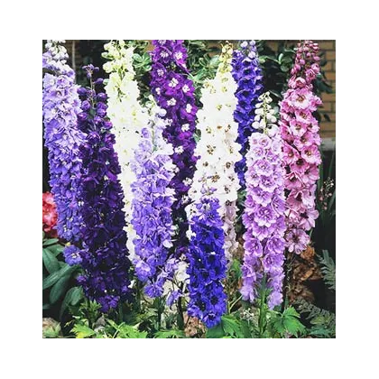 Stračonôžka záhradná - Delphinium cultorum - semená stračonôžky - 50 ks