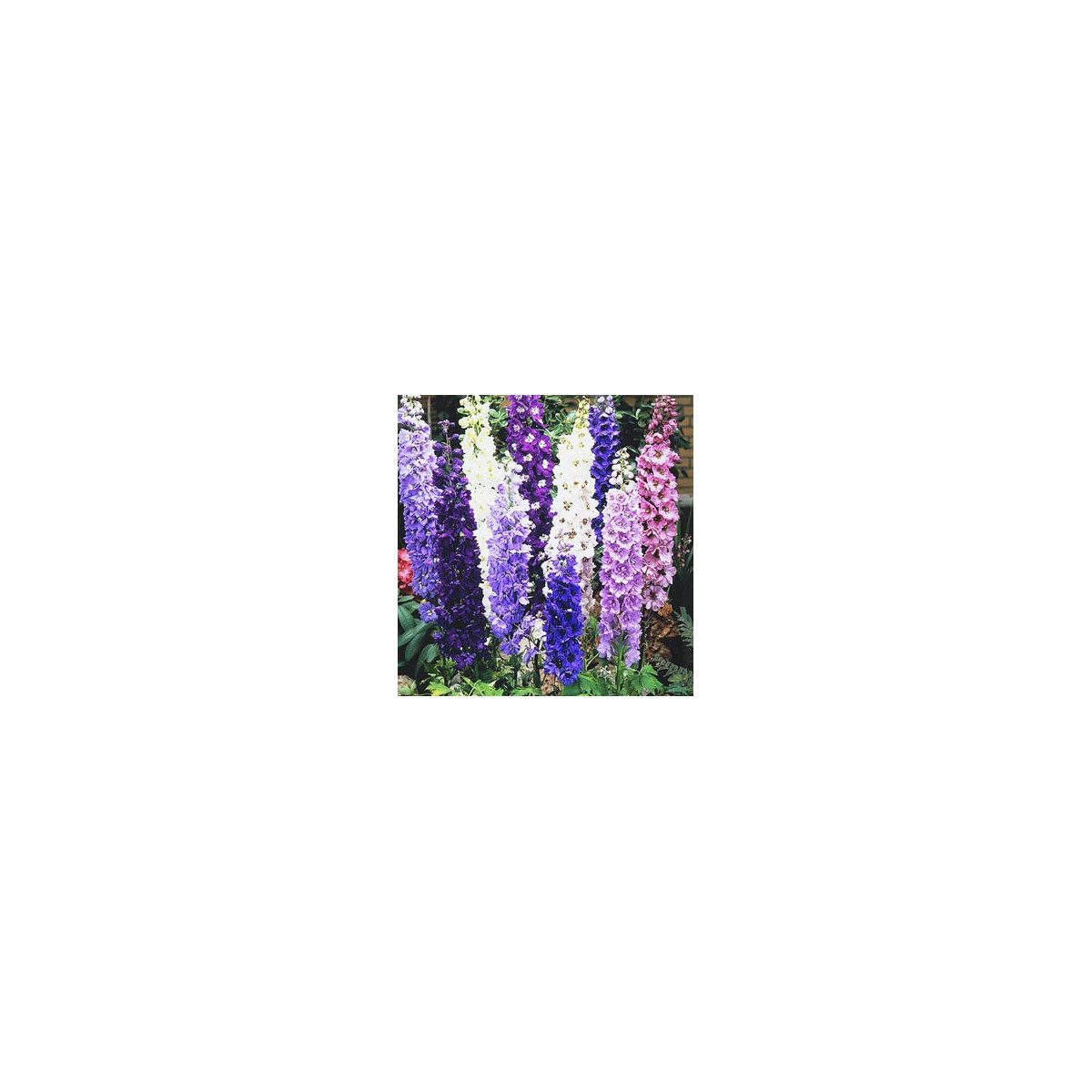 Stračonôžka záhradná - Delphinium cultorum - semená stračonôžky - 50 ks
