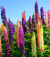 Lupina mnoholistá zmes - Lupinus polyphyllus mix - semená lupiny - 20 ks