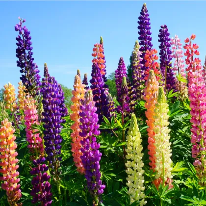 Lupina mnoholistá zmes - Lupinus polyphyllus mix - semená lupiny - 20 ks