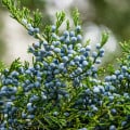 Borievka virgínska - Juniperus virginiana - semená borievky - 15 ks