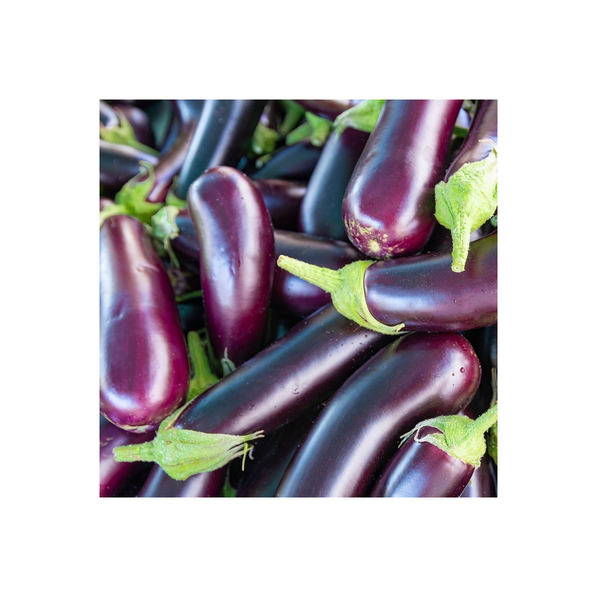 Baklažán Jewel Jet - Solanum melongena - semená baklažánu - 10 ks