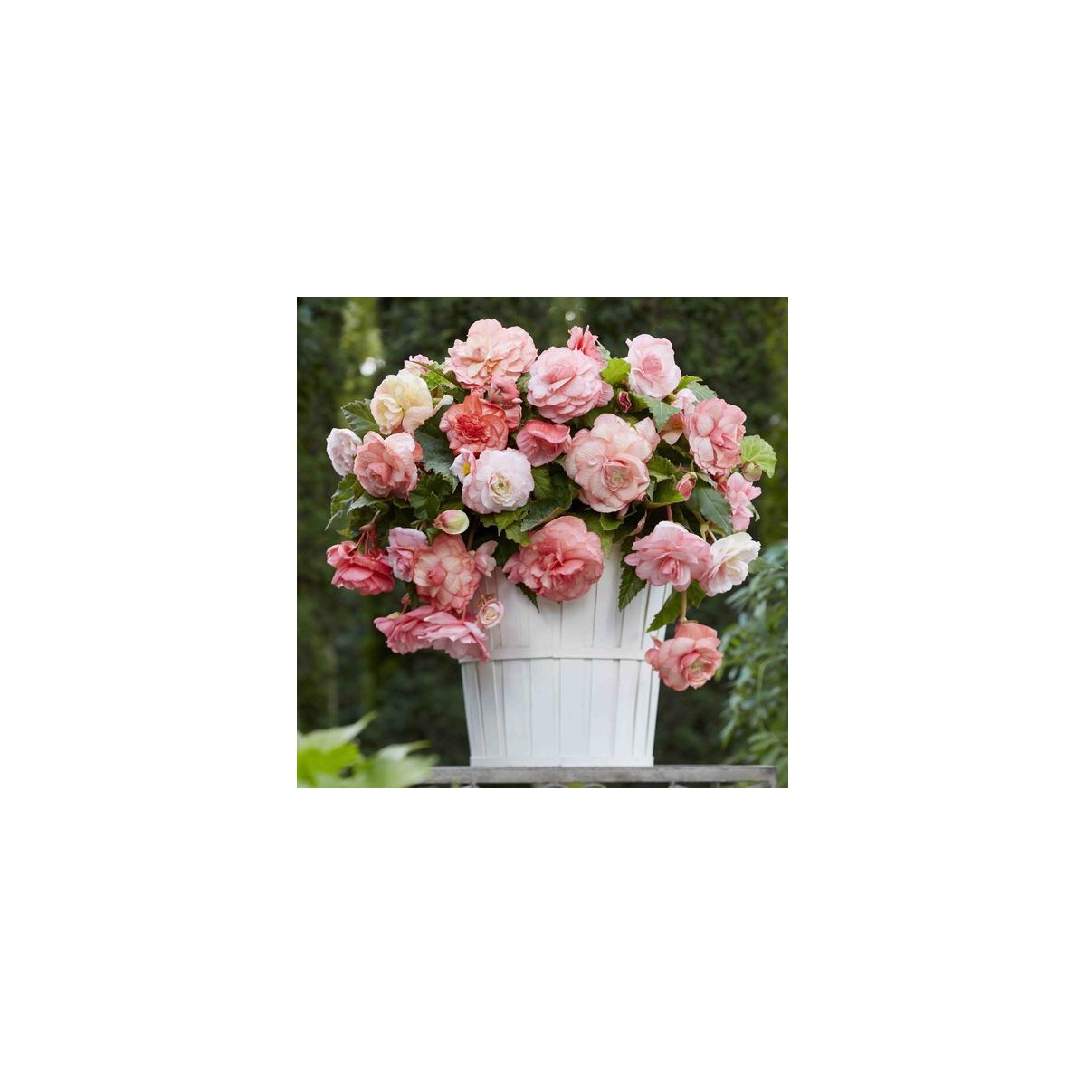 Begónia Flamenca - Begonia splendide - hľuzy begónie - 2 ks