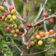 Kávovník arabský Costa Rica 95 - Coffea arabica - semená kávovníka - 5 ks