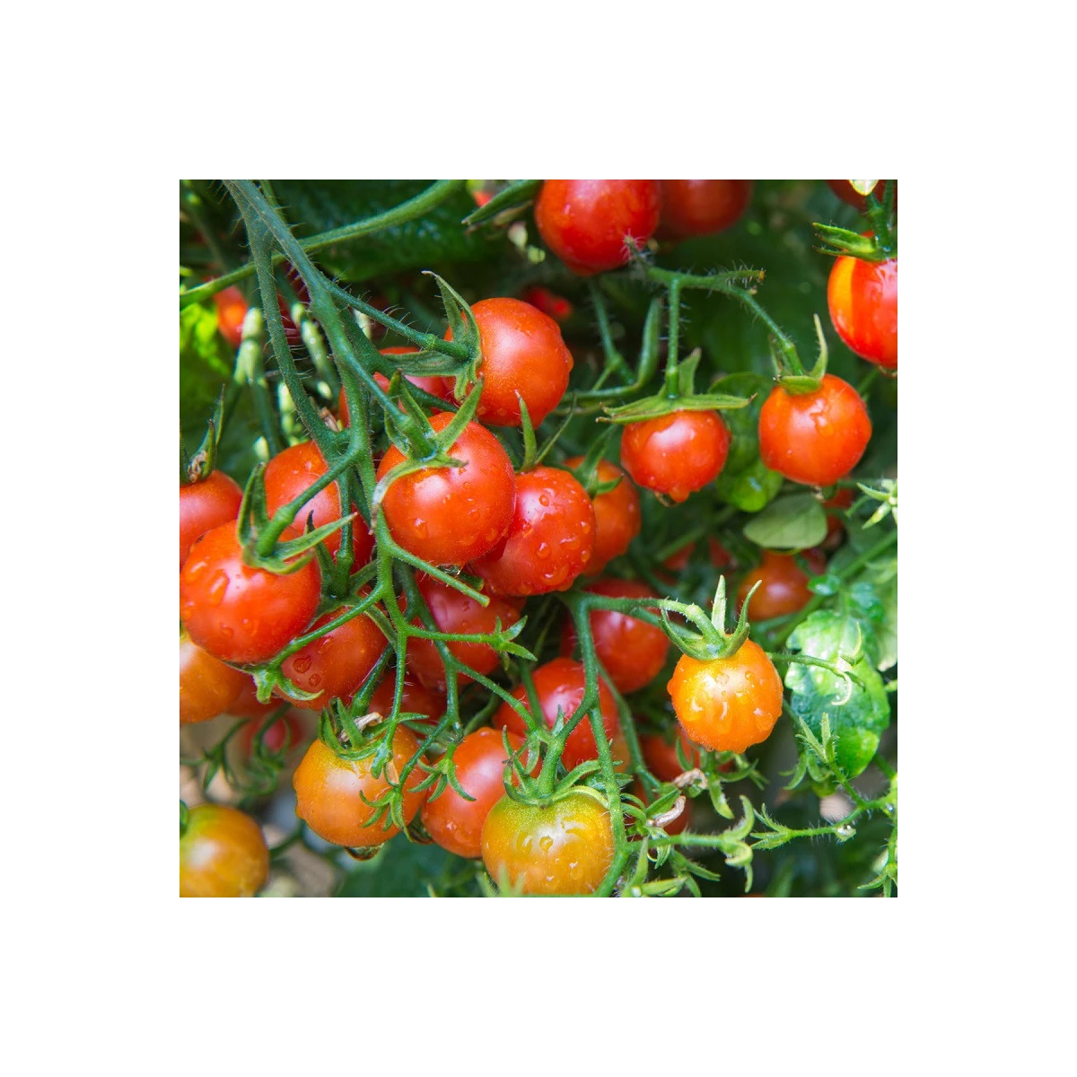 Paradajka Sweetie - Solanum lycopersicum - semená paradajky - 6 ks