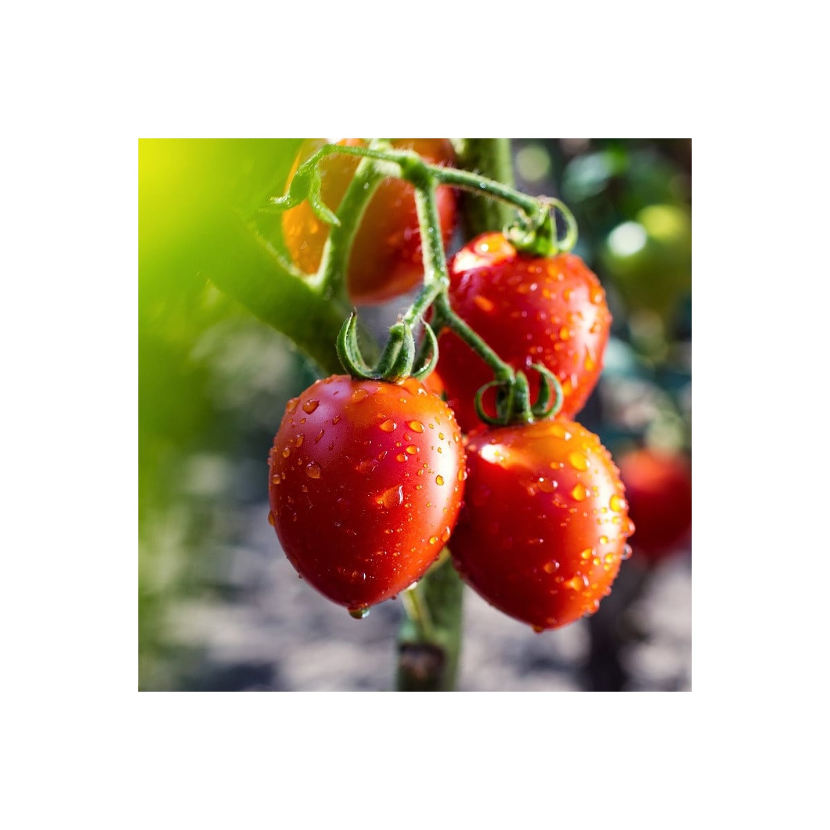 Paradajka Tutti Frutti F1 - Solanum lycopersicum - semená paradajky - 6 ks