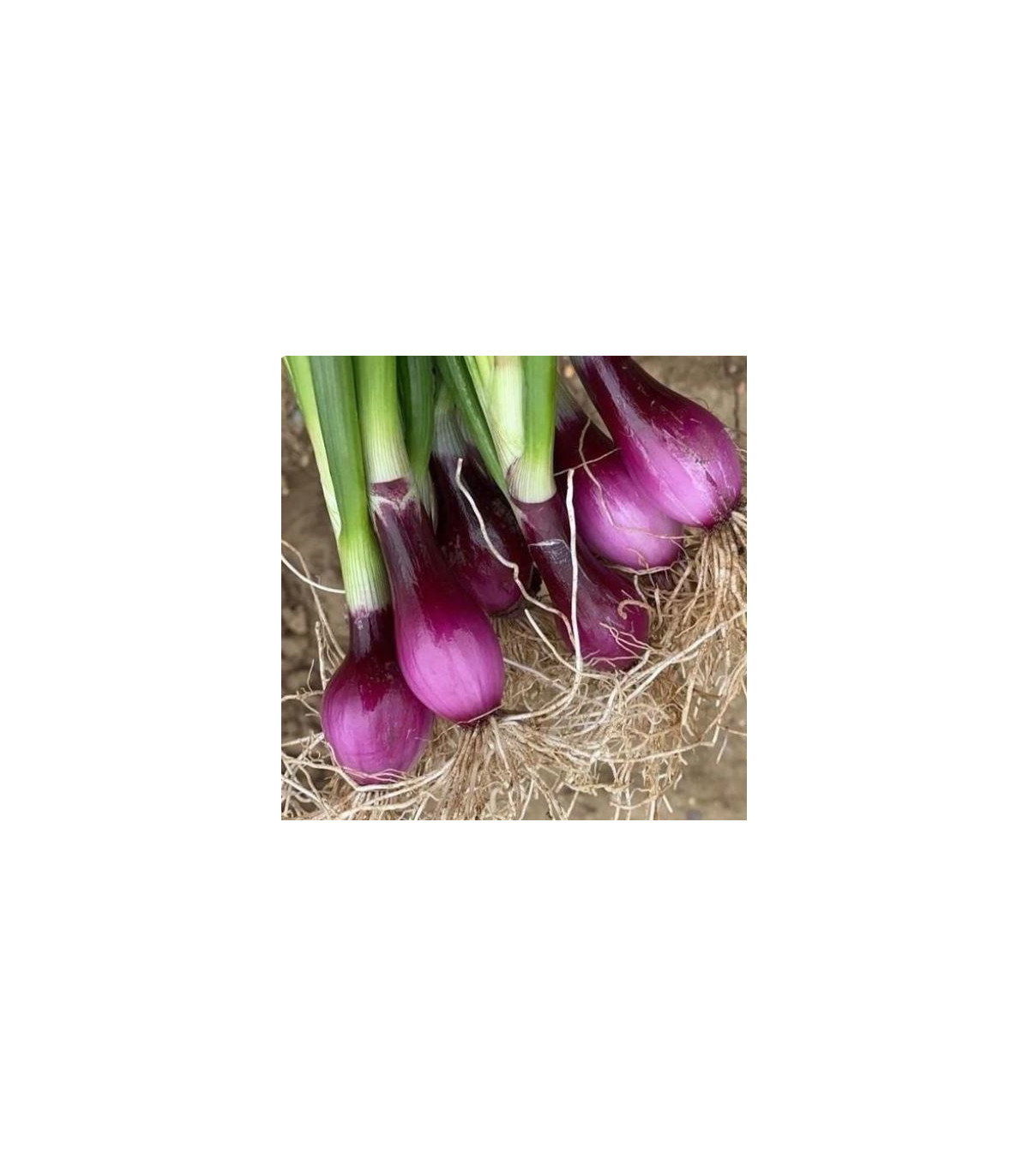 Cibuľa zväzková CN SONI F1 - Allium cepa - semená cibuľa - 150 ks