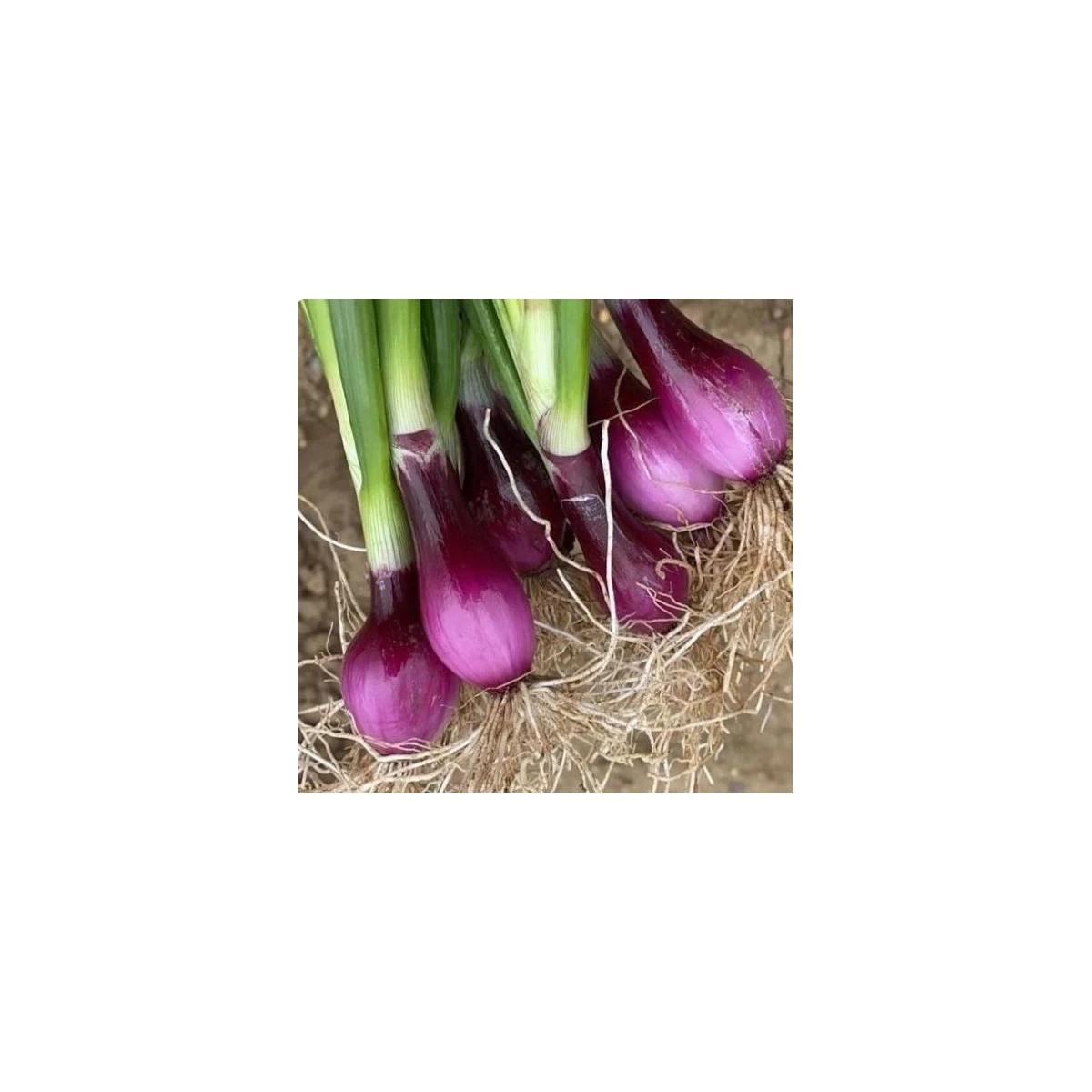 Cibuľa zväzková CN SONI F1 - Allium cepa - semená cibuľa - 150 ks