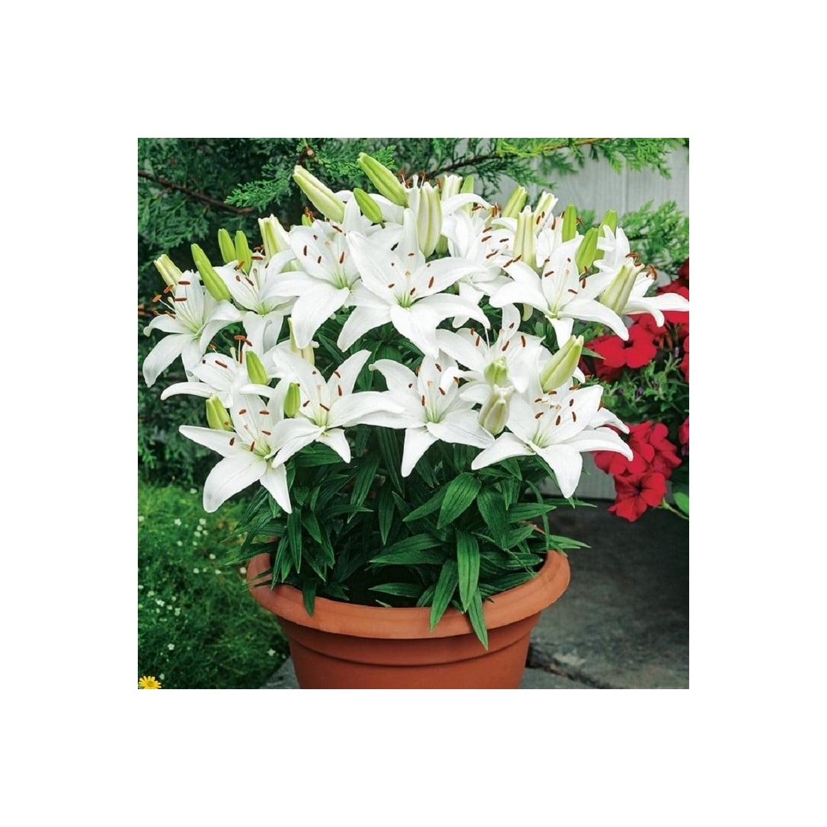 Ľalia Ivory Pixie - Lilium - cibuľa ľalia - 1 ks