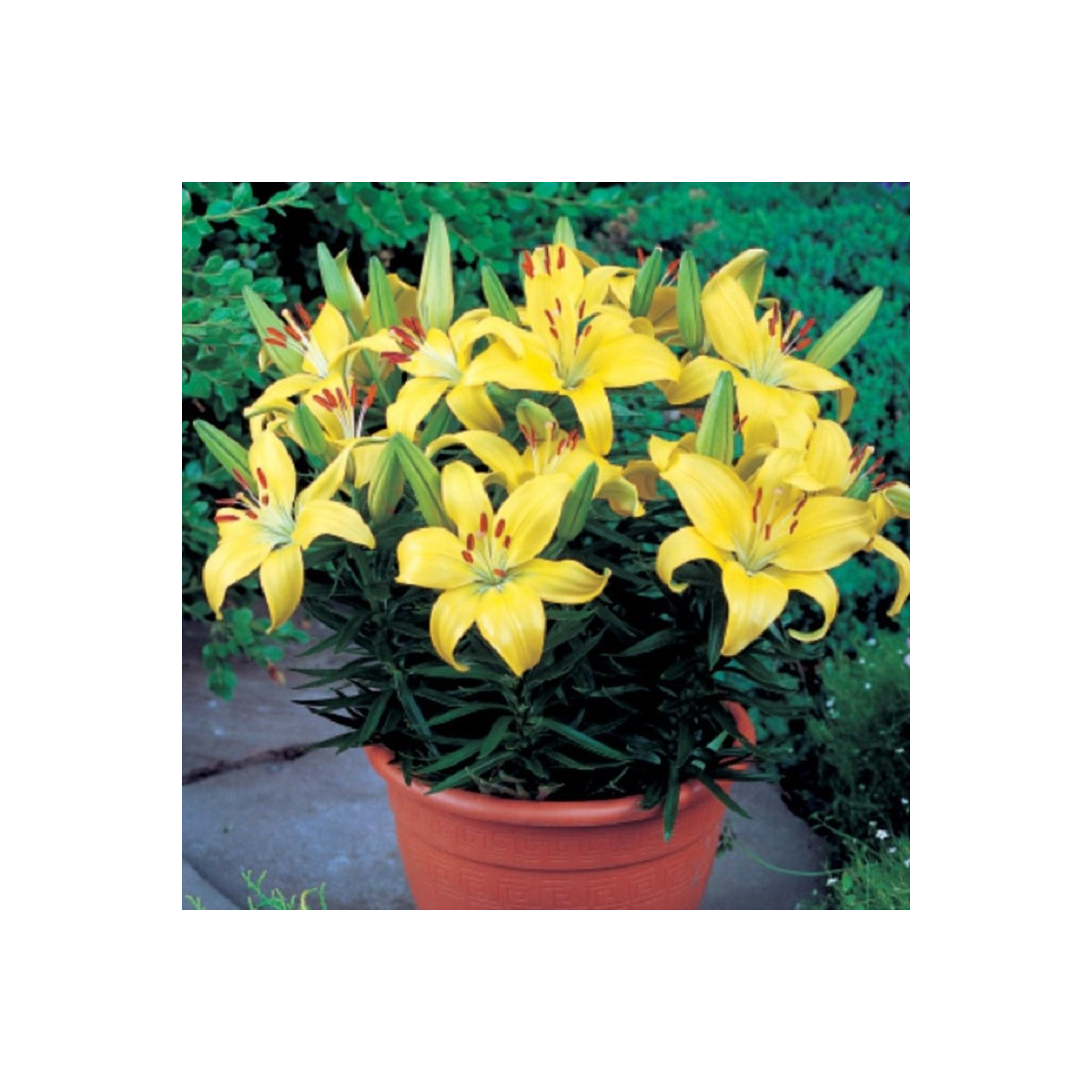 Ľalia Bright Pixie - Lilium - cibuľa ľalia - 1 ks