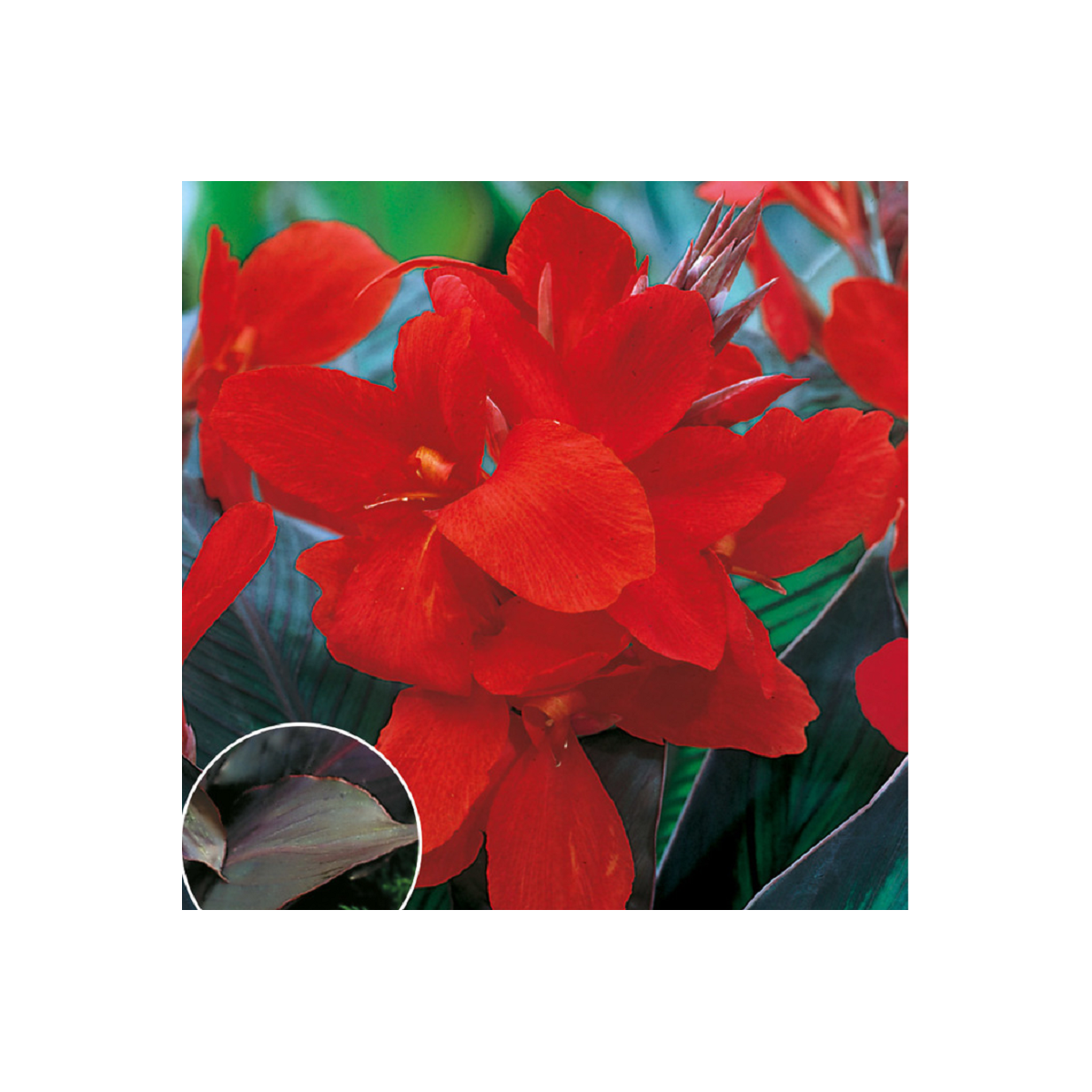 Kana Black Knight - Canna - hľuzy kany - 1 ks