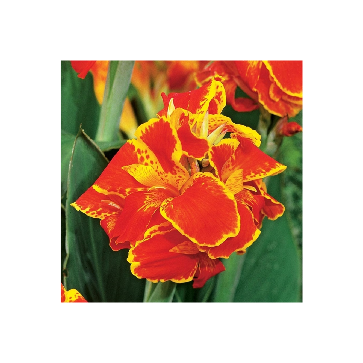 Kana Queen Charlotte - Canna - hľuzy kany - 1 ks