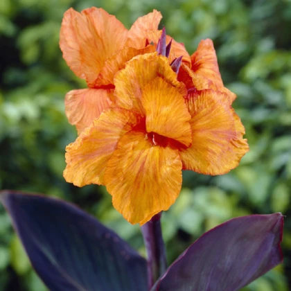 Kana Wyoming - Canna - hľuzy kany - 1 ks