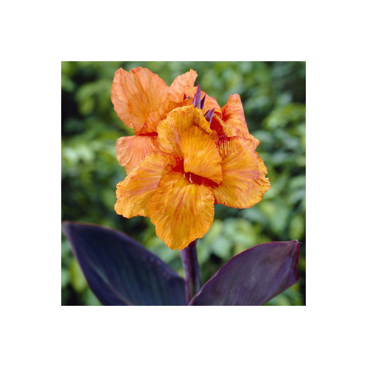 Kana Wyoming - Canna - hľuzy kany - 1 ks