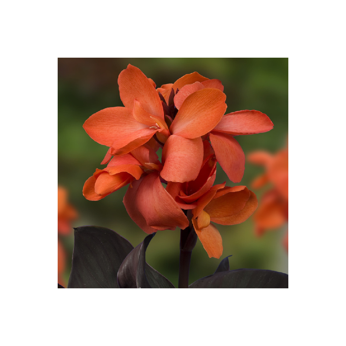 Kana Happy Wilma - Canna - hľuzy kany - 1 ks