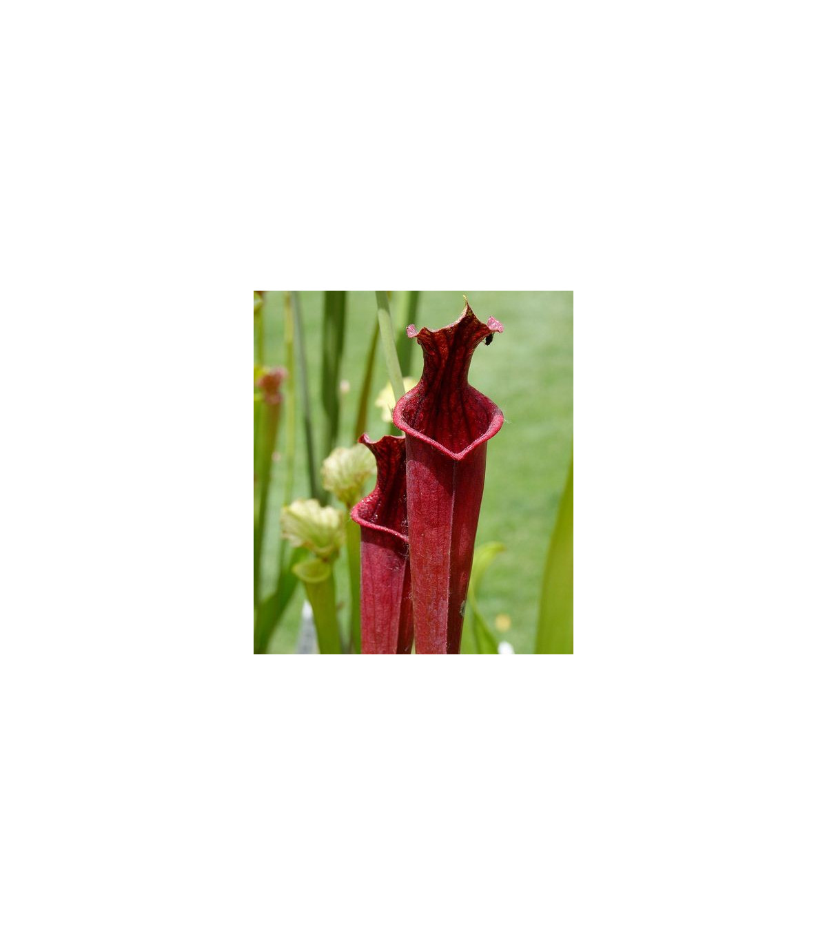 Saracénia zmes - Sarracenia - semená - 12 ks
