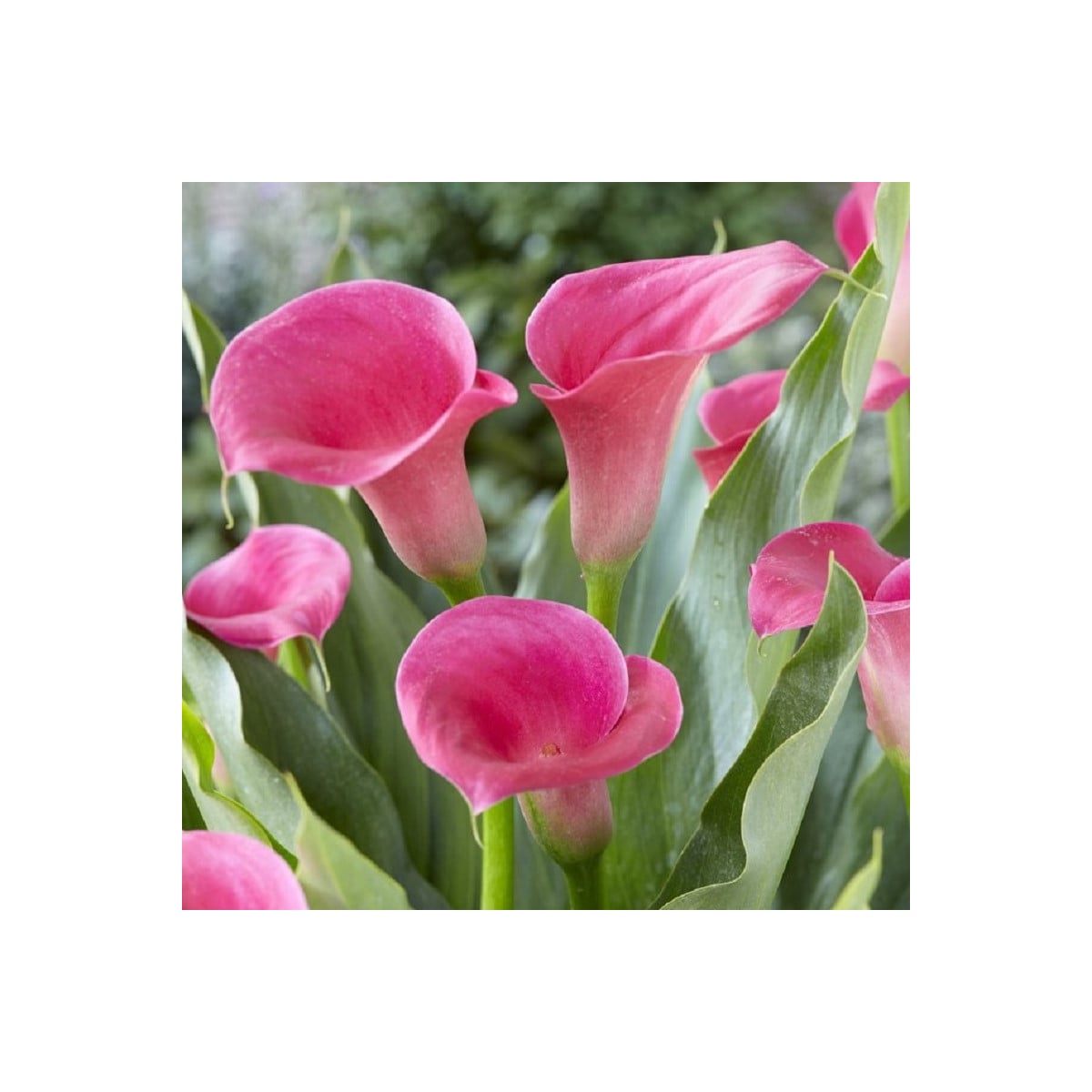 Kala Captain Samba - Zantedeschia - hľuzy kaly - 1 ks