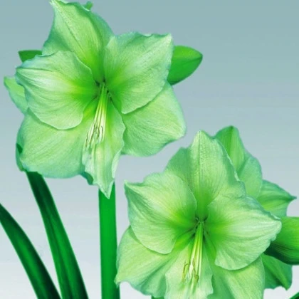 Zornica Limona - Hippeastrum - cibuľa zornice - 1 ks