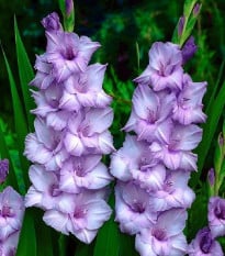 Gladiola Blue Tropic - Gladiolus Tropic - hľuzy mečíka - 3 ks
