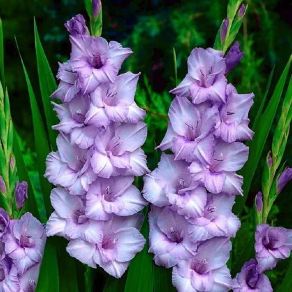 Gladiola Blue Tropic - Gladiolus Tropic - hľuzy mečíka - 3 ks