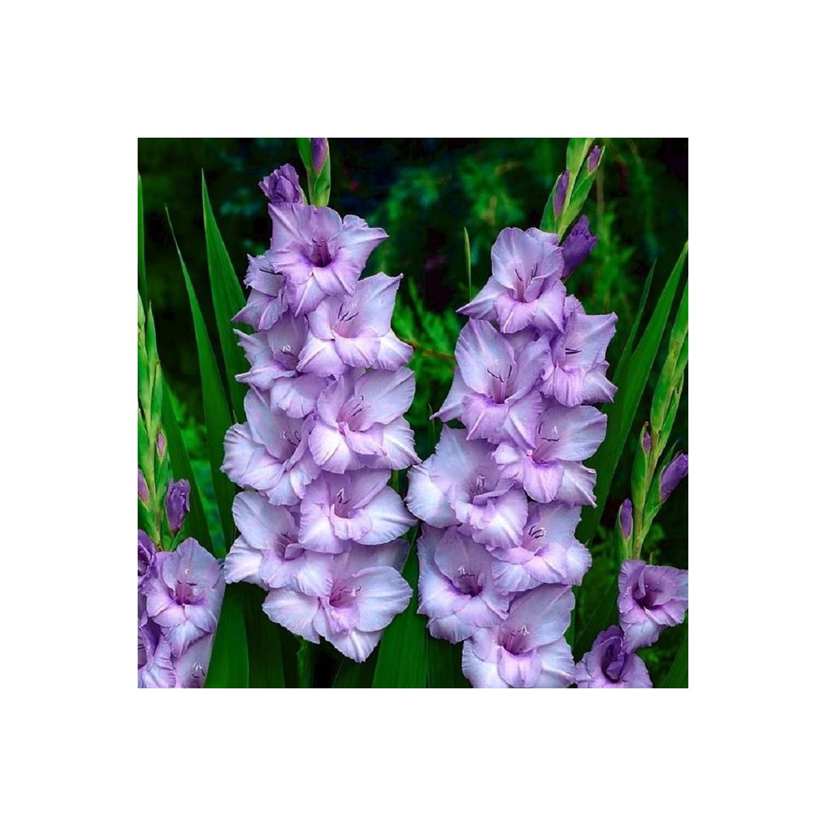 Gladiola Blue Tropic - Gladiolus Tropic - hľuzy mečíka - 3 ks